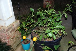 Meyer Lemon Drop Martini Tree